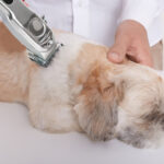 Factory Wholesale New Metal Electric Hair Clipper Safety Pet Trimmers Professional Low Noise Hair Shaver Clipper for Dogs Cats - Image 2